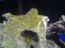 [TodoMarino.com] alga verde