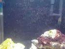 [TodoMarino.com] alga verde