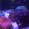 [TodoMarino.com] Vendo dos piezas de zoos (chong bong y cobre) Terrassa