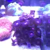 [TodoMarino.com] Vendo dos piezas de zoos (chong bong y cobre) Terrassa