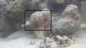 [TodoMarino.com] Roca viva y agua marron