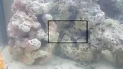 [TodoMarino.com] Roca viva y agua marron