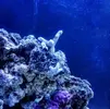 [TodoMarino.com] Nano Reef 96 Litros