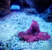 [TodoMarino.com] Nano Reef 96 Litros
