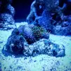 [TodoMarino.com] Nano Reef 96 Litros