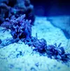 [TodoMarino.com] Nano Reef 96 Litros