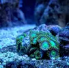 [TodoMarino.com] Nano Reef 96 Litros