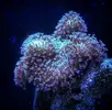 [TodoMarino.com] Nano Reef 96 Litros