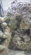 [TodoMarino.com] Roca viva y agua marron