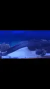 [TodoMarino.com] Cambio morena y tiburón por cirujanos