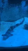 [TodoMarino.com] Cambio morena y tiburón por cirujanos