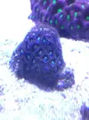 [TodoMarino.com] Zoanthus ultra
