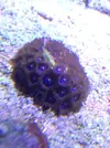 [TodoMarino.com] Zoanthus ultra