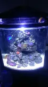 [TodoMarino.com] Mi nuevo acuario