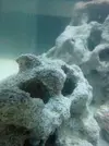 [TodoMarino.com] Empezando en el marino