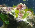 [TodoMarino.com] Burbujas de cristal y treboles
