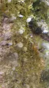 [TodoMarino.com] Burbujas de cristal y treboles