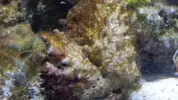 [TodoMarino.com] Algas