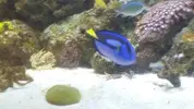 [TodoMarino.com] ¿Tu pez favorito del acuario?