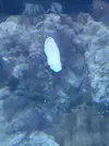 [TodoMarino.com] planaria?