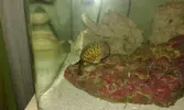 [TodoMarino.com] Empezando en el marino