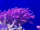 [TodoMarino.com] Esquejes sps (Caliendrum rot, Hystrix, caulastrea hulk...) Madrid y envíos