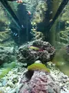 [TodoMarino.com] 120l Primer marino