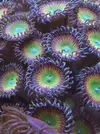 [TodoMarino.com] Cambio zoanthus: blue hornet, rasta, bambam...