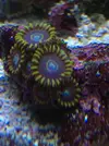 [TodoMarino.com] Cambio zoanthus: blue hornet, rasta, bambam...