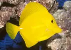 [TodoMarino.com] Zebrasoma Flavescens talla M