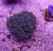 [TodoMarino.com] Vendo pocillopora damicornis tricolor (Madrid)