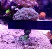 [TodoMarino.com] Vendo pocillopora damicornis tricolor (Madrid)