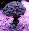 [TodoMarino.com] Vendo pocillopora damicornis tricolor (Madrid)