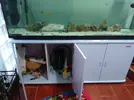 [TodoMarino.com] Filtro hydra en acuario marino. Opinión vídeos Acuarios HD.