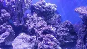 [TodoMarino.com] Vendo roca vivas por desmonte
