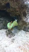 [TodoMarino.com] Ayuda claustrea hulk