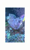 [TodoMarino.com] Tridacna xxl envio