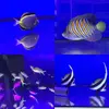 [TodoMarino.com] Ya están nuestros peces!!!