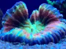 [TodoMarino.com] STONE Reef
