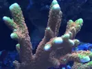 [TodoMarino.com] STONE Reef