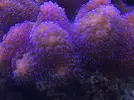 [TodoMarino.com] STONE Reef