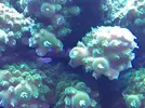 [TodoMarino.com] STONE Reef