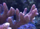 [TodoMarino.com] STONE Reef