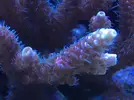 [TodoMarino.com] STONE Reef