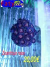 [TodoMarino.com] Nuevo stock de corales en Faty Zoo 22/04/2016