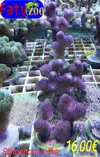 [TodoMarino.com] Nuevo stock de corales en Faty Zoo 22/04/2016