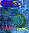 [TodoMarino.com] Nuevo stock de corales en Faty Zoo 22/04/2016