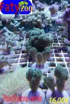 [TodoMarino.com] Nuevo stock de corales en Faty Zoo 22/04/2016