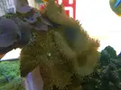 [TodoMarino.com] Cambio Actinodiscus azules y Rodactis por otros colores
