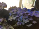 [TodoMarino.com] Cambio Actinodiscus azules y Rodactis por otros colores